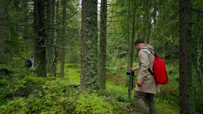 秋天在森林里徒步旅行，一群旅行者在森林里高大的云杉之间行走，生态旅游