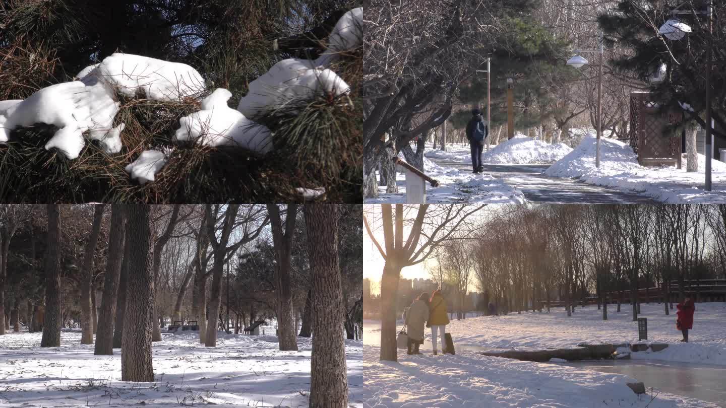 冬天公园雪景白雪皑皑寂静的树林寒冷的冬天