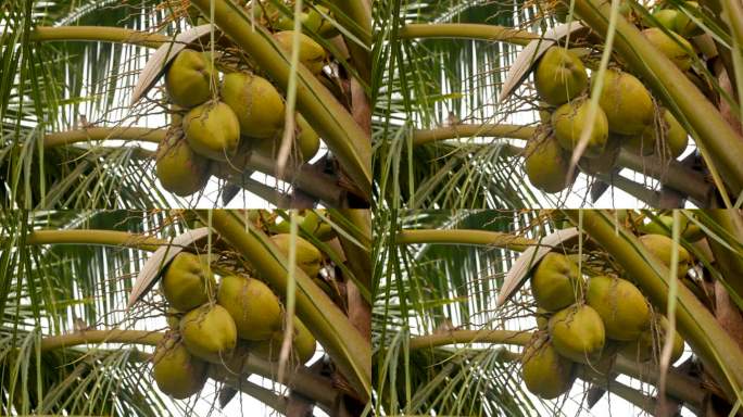 椰子树下的一堆椰子