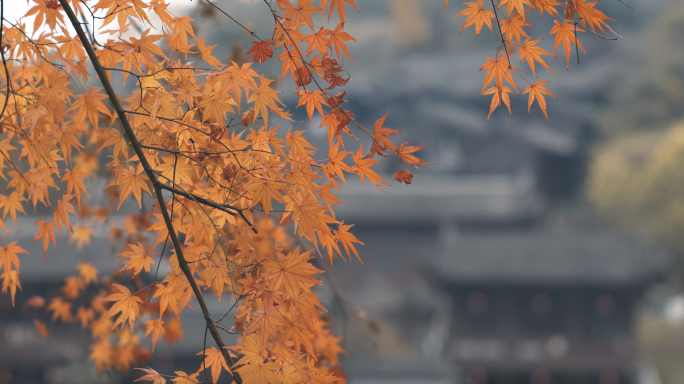 唯美秋天红枫特写