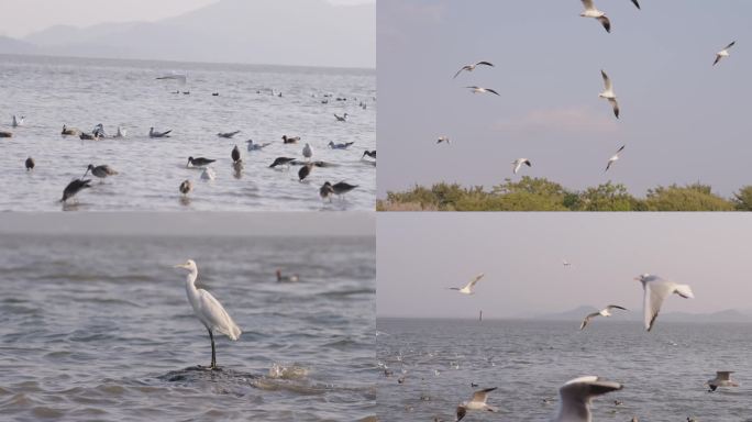 深圳湾公园各种候鸟鸟群合集