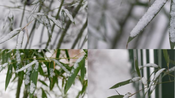 大雪冬至寒冬冬天竹林竹叶唯美雪景多组镜头