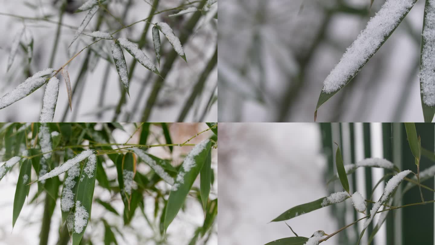 大雪冬至寒冬冬天竹林竹叶唯美雪景多组镜头