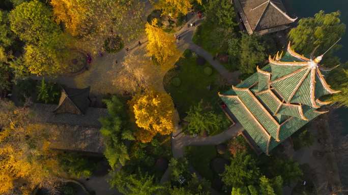 高角度拍摄成都望江楼公园秋天金黄银杏美丽