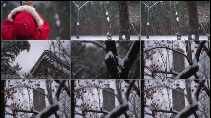雪中的北京柿子树 乌鸦与烟囱
