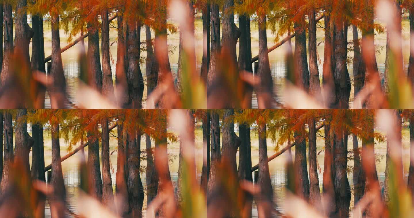 秋天湖边生长的红杉树秋景