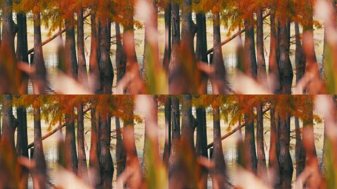 秋天湖边生长的红杉树秋景