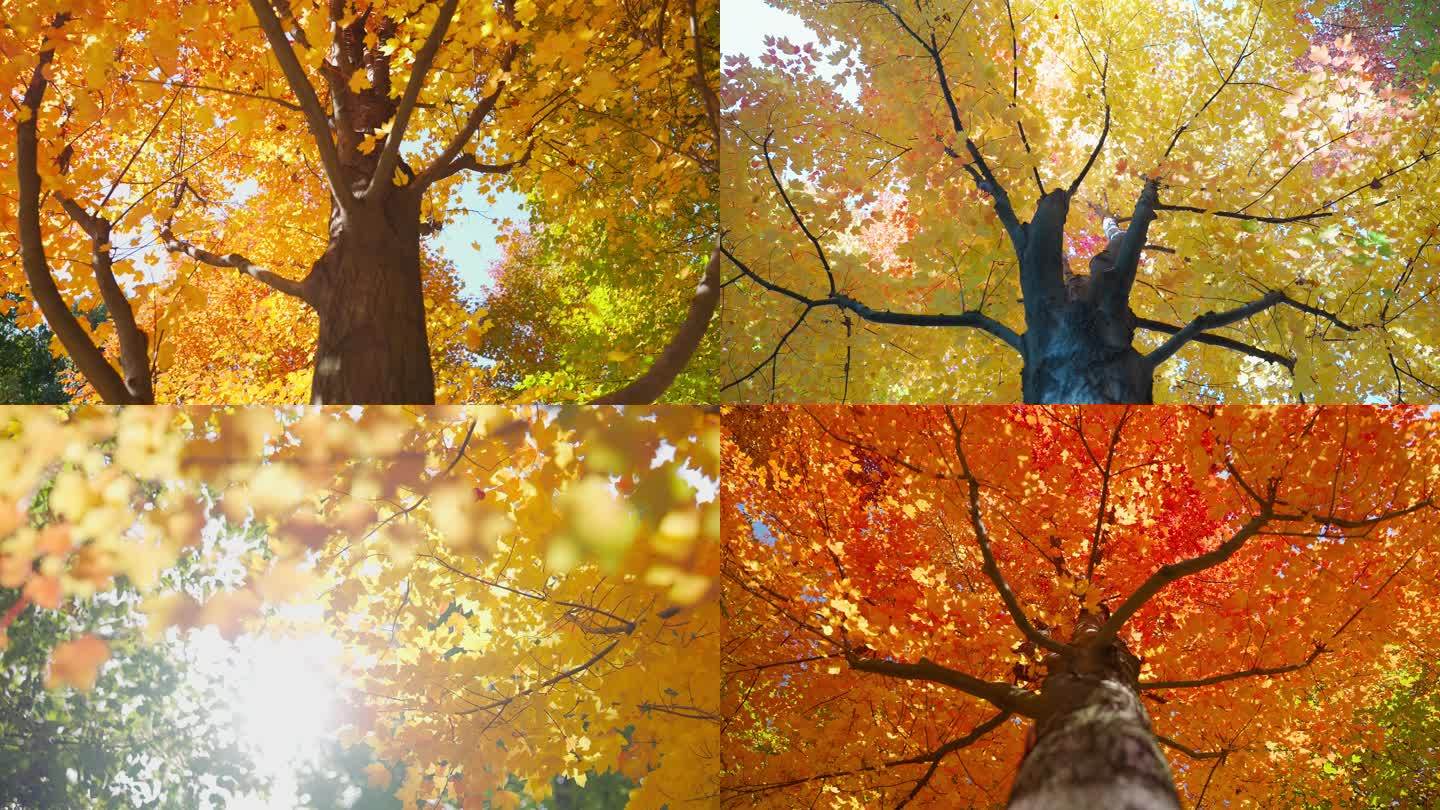 金色秋天落叶秋分唯美叶子颜色