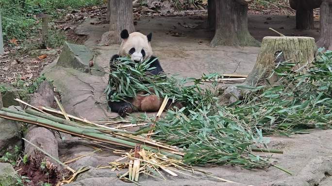 动物园里的熊猫