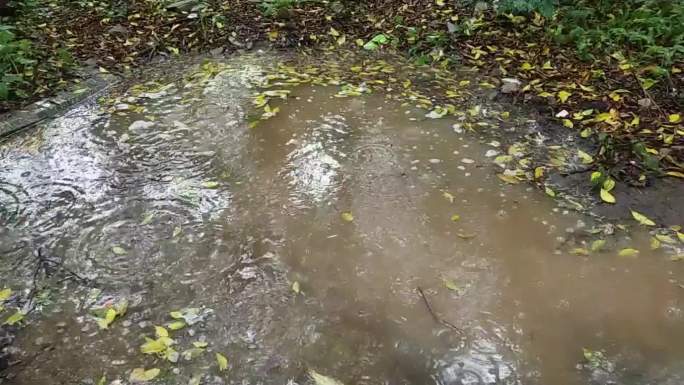 春雨水滴绿树叶雨季绵绵小雨滴滴落雨天意境