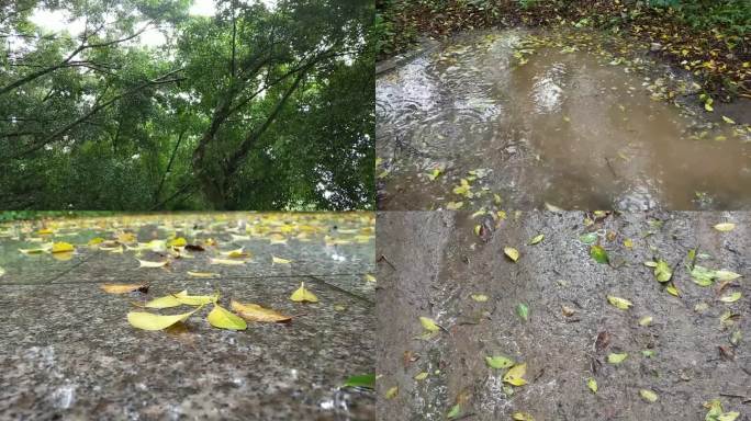 春雨水滴绿树叶雨季绵绵小雨滴滴落雨天意境