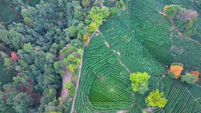 唯美杭州西湖龙井茶文化景区航拍茶园地茶叶