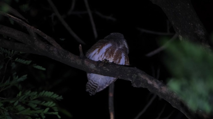 泰国的亚洲横斑Owlet Glaucidium cuculoides，向右看，然后迅速把头转到后面，