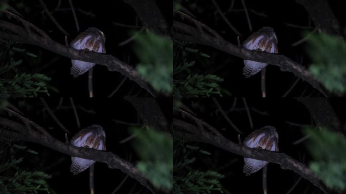 泰国的亚洲横斑Owlet Glaucidium cuculoides，向右看，然后迅速把头转到后面，