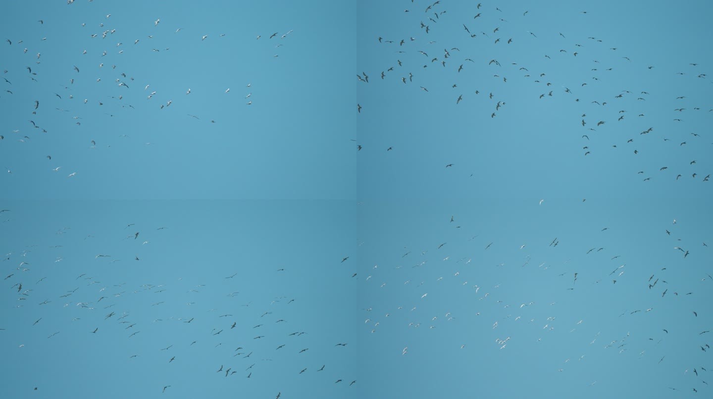 海鸥群飞-升格动画