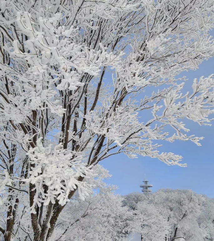 ⚝4K竖屏⚝原始素材东北雪景雾凇雪凇树挂