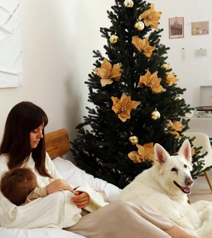 妈妈躺在床上，在卧室里圣诞树的背景下，在白色的大牧羊犬旁边给孩子喂奶。垂直视频