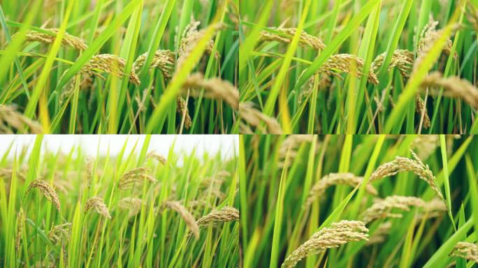 4K水稻麦穗麦田农业