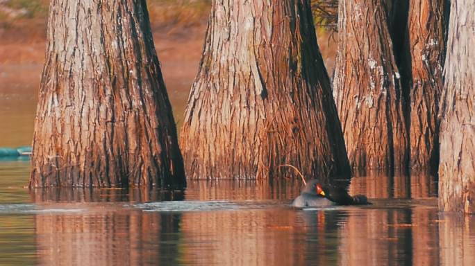 秋天湖水中觅食的鸭子