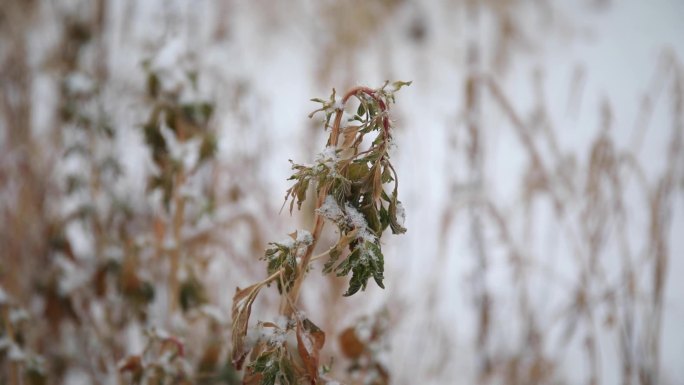 冬天雪花飘落到植物上随风而去