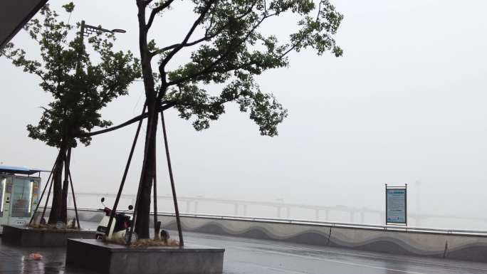 钱塘江下暴雨树枝摇晃特写空镜头