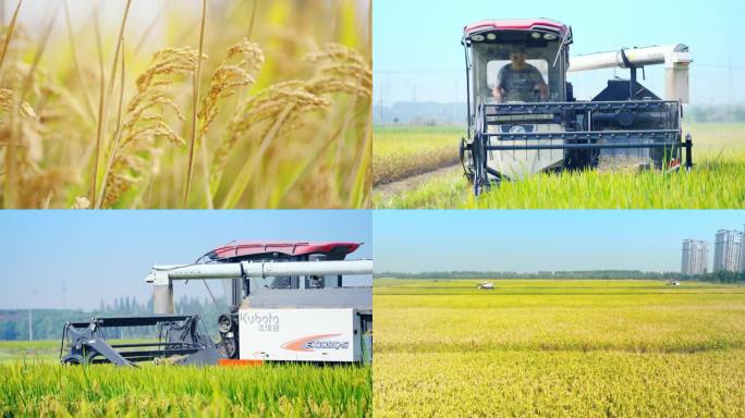 4K农业水稻收割新农村