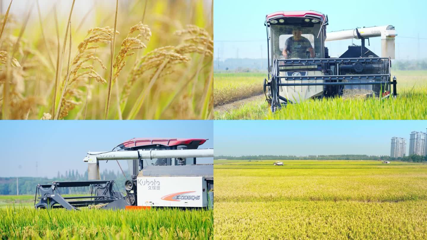 4K农业水稻收割新农村