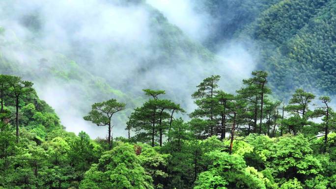 航拍大山深处原始森林云雾缭绕云海