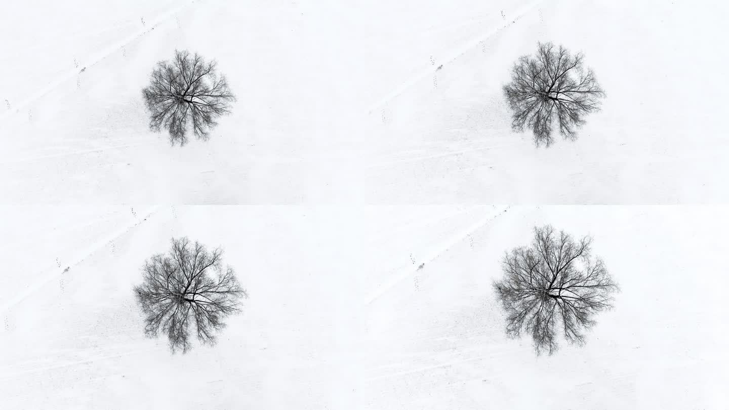 俯拍雪后原野上的一棵树树缓慢拉近