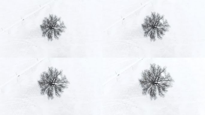 俯拍雪后原野上的一棵树树缓慢拉近