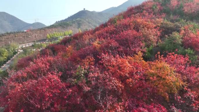 红叶  山  航拍  秋天