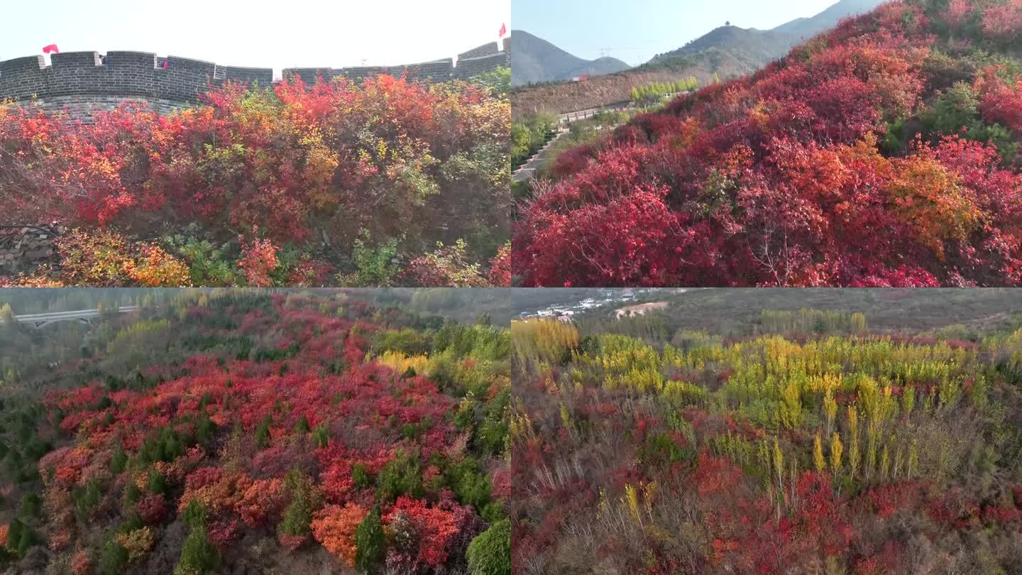 红叶  山  航拍  秋天