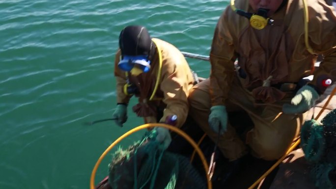 长岛海岛捕捞海参潜水员下水大钦岛