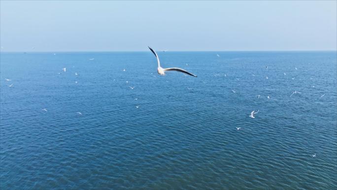 淇澳岛南芒湾海鸥齐飞/珠海高新区