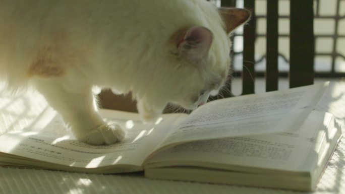 猫咪与书籍