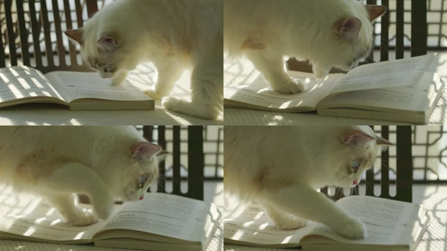 猫咪与书籍