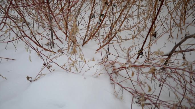 冬天雪花飘落到植物上随风而去