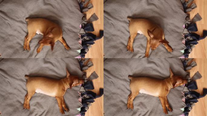 小狗俯视图上床睡觉。Mini pinscher brown。