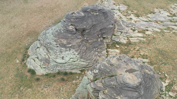 内蒙古北部草原的牛粪石
