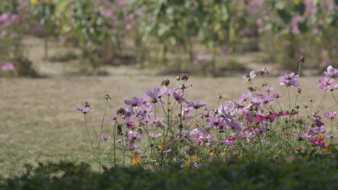 北京奥林匹克森林公园建筑景色植物花朵奥森