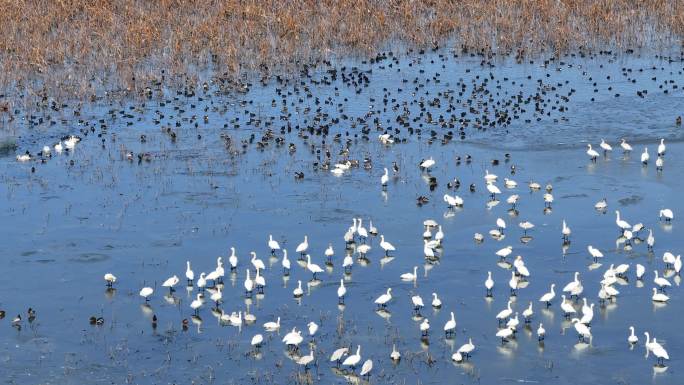 江苏兴化湿地越冬的天鹅和野生鸟类