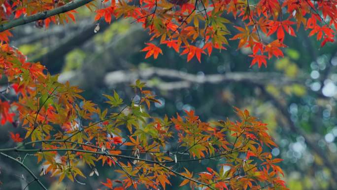秋季森林红叶风景