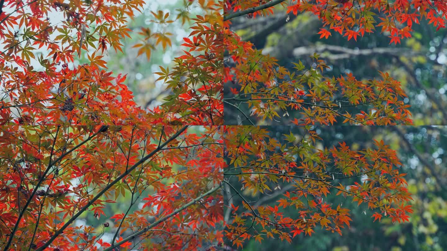 秋季森林红叶风景