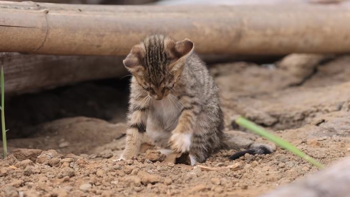 小野猫抓鱼、嬉戏