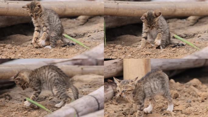 小野猫抓鱼、嬉戏