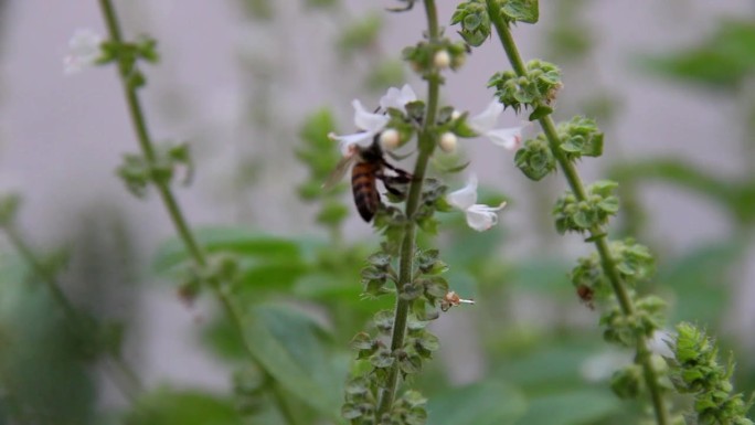 一只蜜蜂在植物中寻找蜂蜜