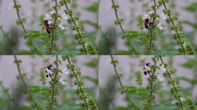 一只蜜蜂在植物中寻找蜂蜜