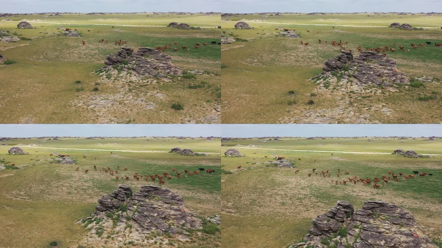 内蒙古北部草原的牛