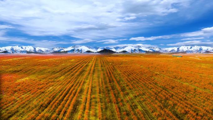 新疆农业农村广阔沙棘地田野沙棘林沙棘丰收