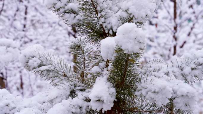 雪景 树枝上的雪 航拍